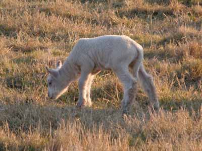 New-born lamb at Sheffield Park - 4 Mar 2006 - Derek Hayward