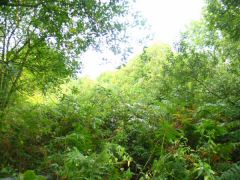 Click for larger version