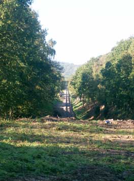 Bluebell tracks visible from Imberhorne Lane Bridge - Rosi
